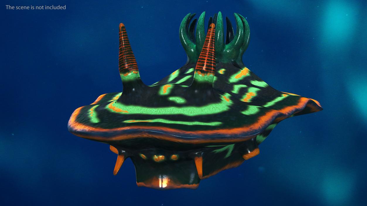 3D Dusky Nudibranch Rigged model