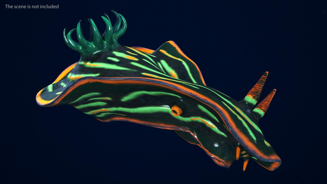 3D Dusky Nudibranch Rigged model