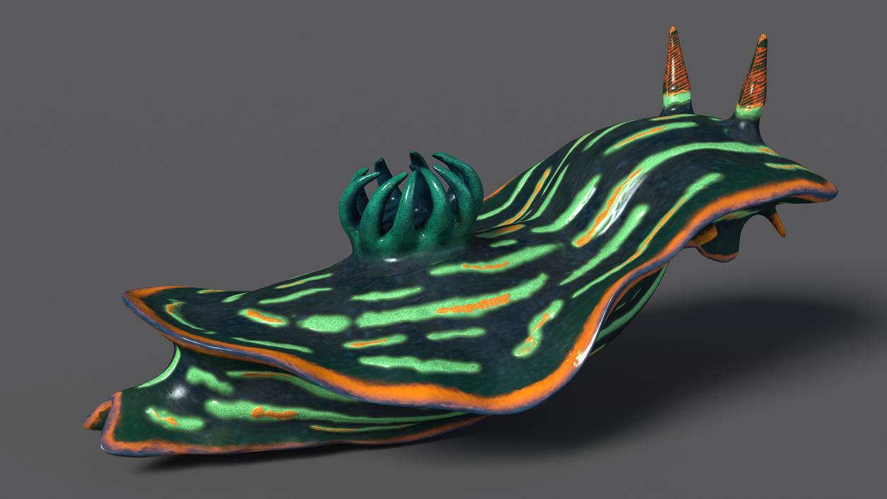 3D Dusky Nudibranch Rigged model