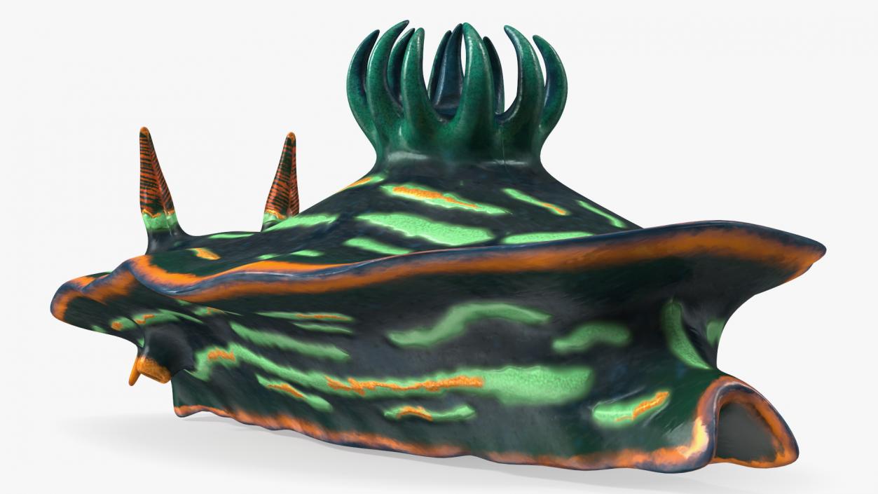 3D Dusky Nudibranch Rigged model