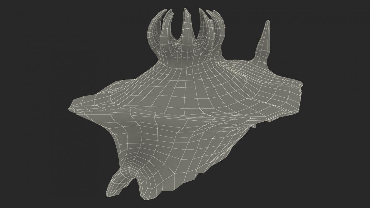 3D Dusky Nudibranch Rigged model