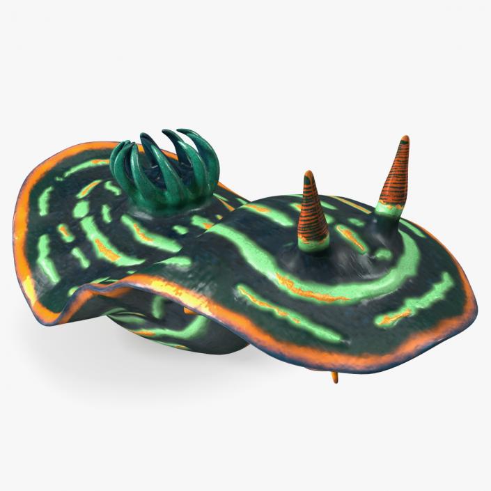 3D Dusky Nudibranch Rigged model