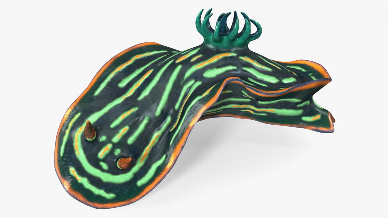 3D Dusky Nudibranch Rigged model