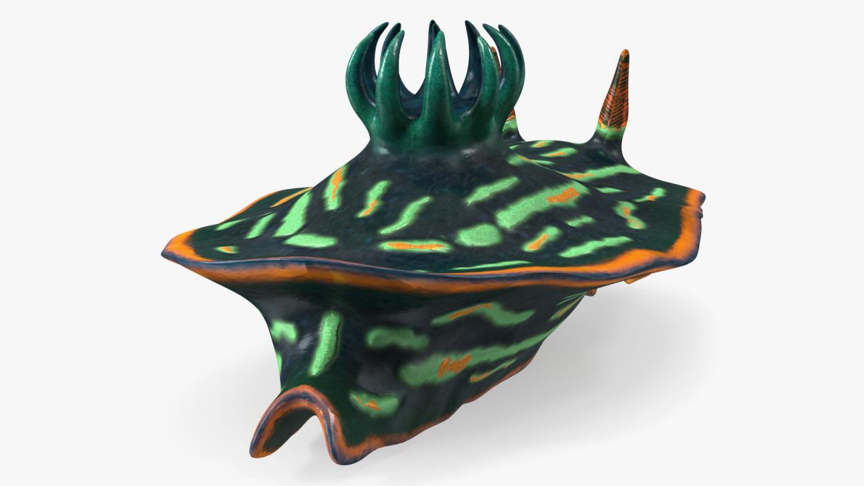 3D Dusky Nudibranch Rigged model