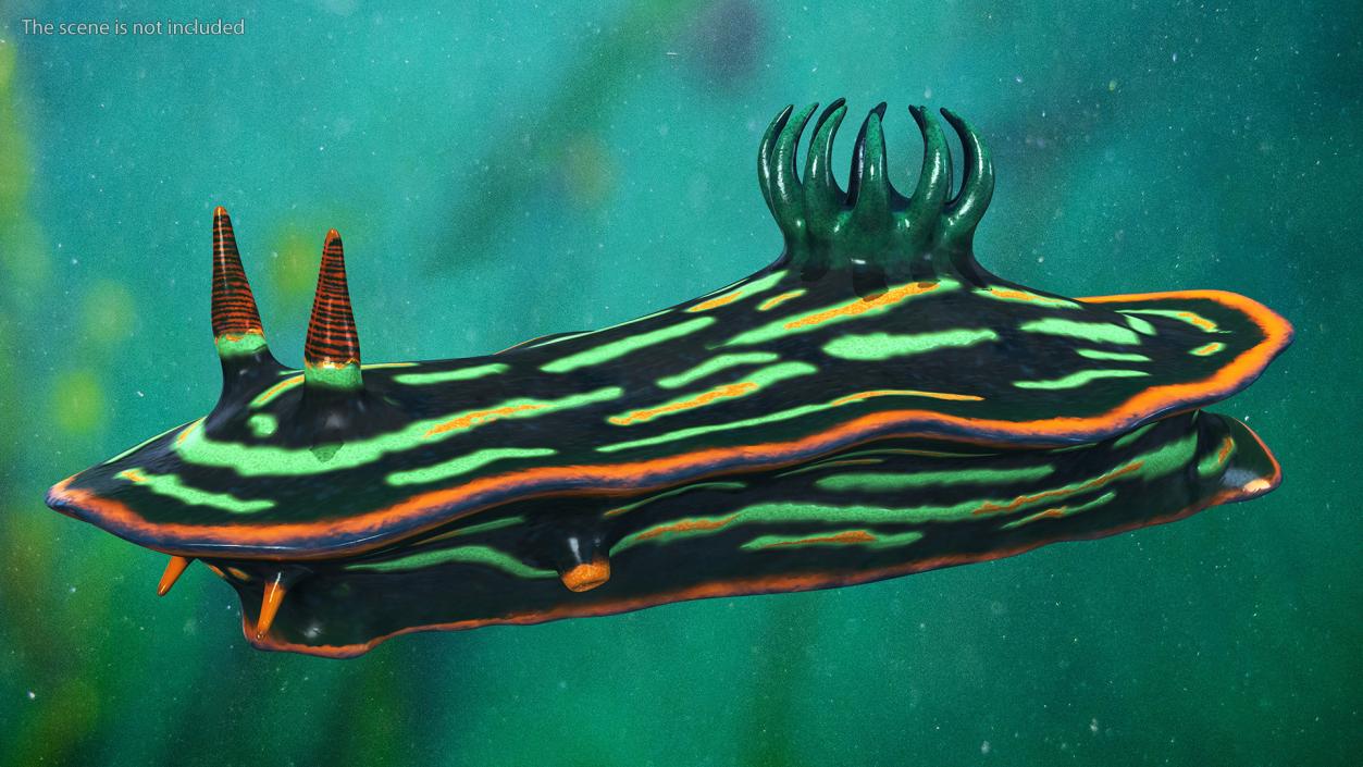 3D Dusky Nudibranch Rigged model