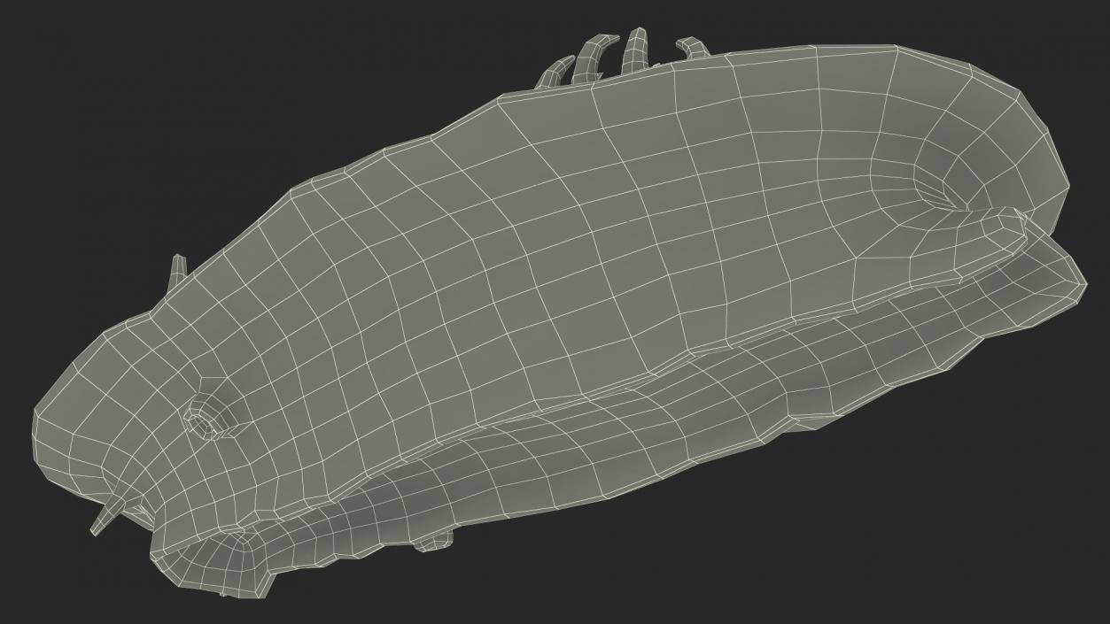 3D Dusky Nudibranch Rigged model