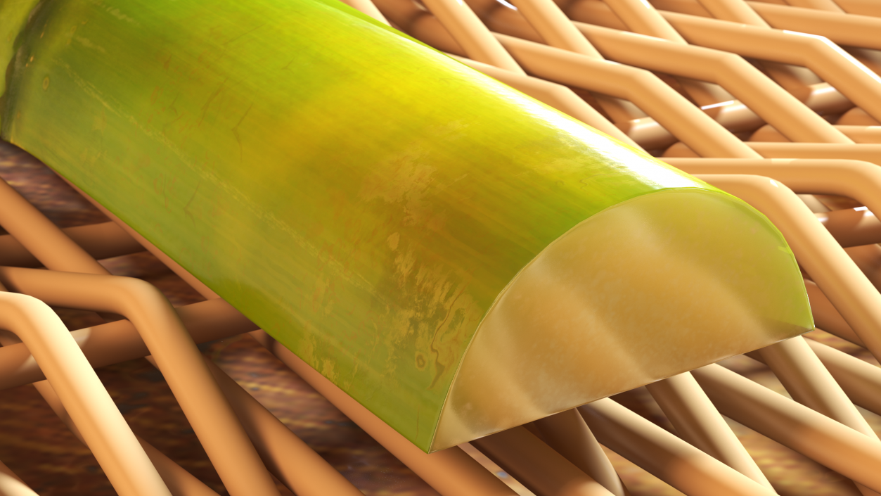 3D model Fresh Sugarcane Half Cut Piece