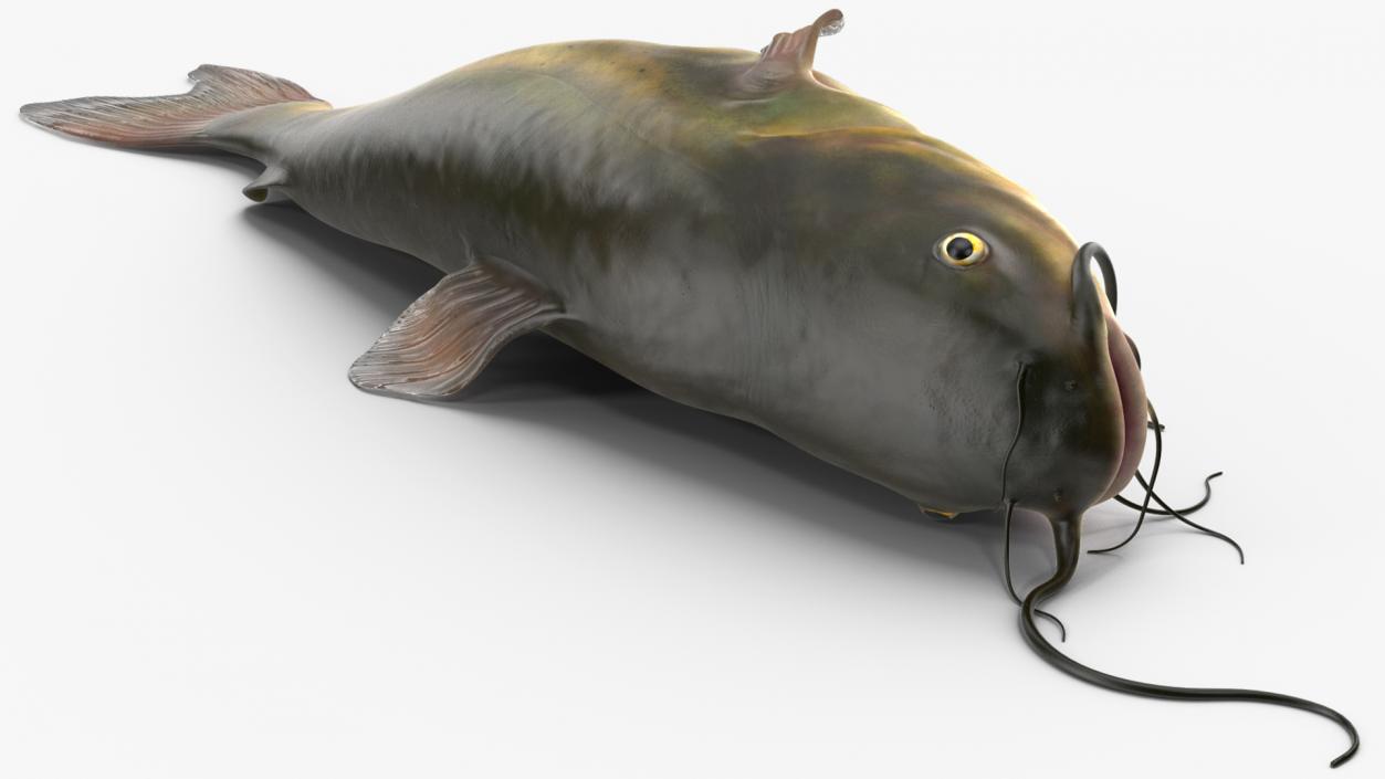 3D model Channel Catfish Laying on Side