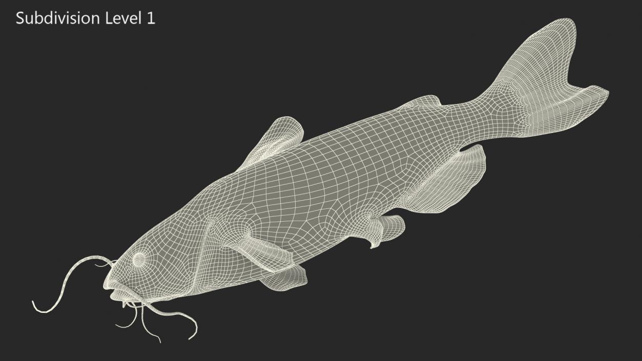 3D model Channel Catfish Laying on Side