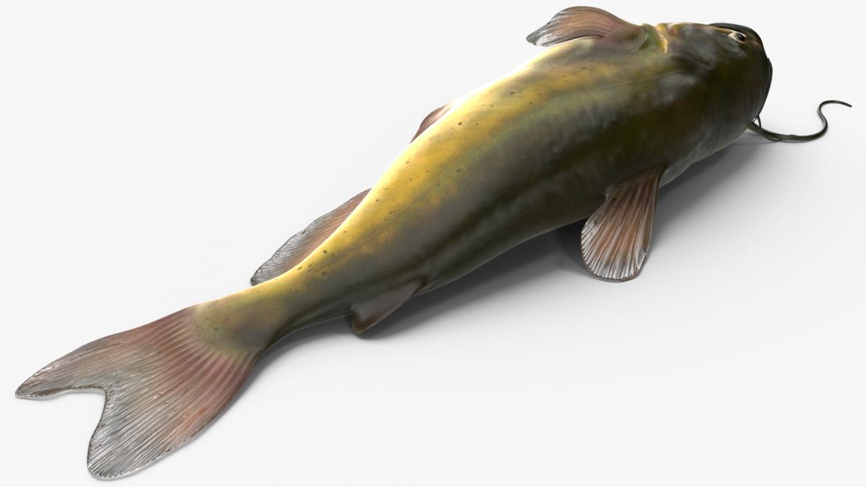 3D model Channel Catfish Laying on Side