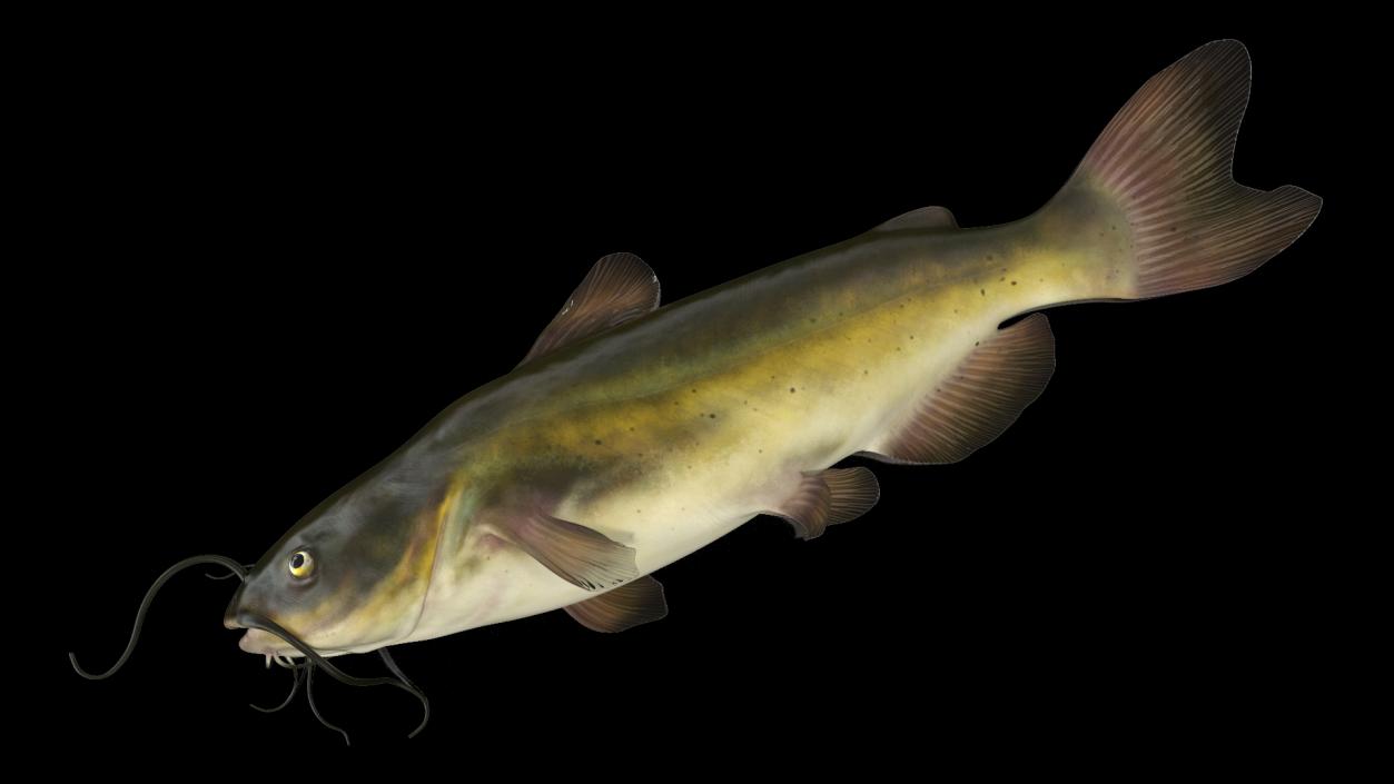 3D model Channel Catfish Laying on Side