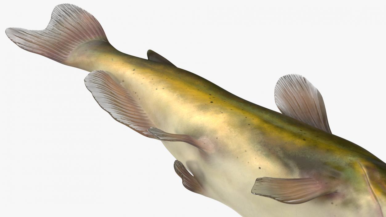 3D model Channel Catfish Laying on Side