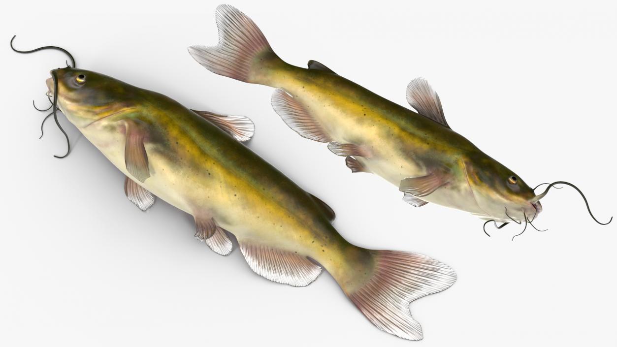 3D model Channel Catfish Laying on Side