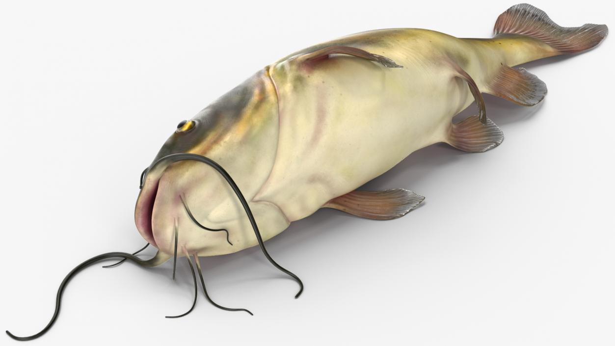 3D model Channel Catfish Laying on Side