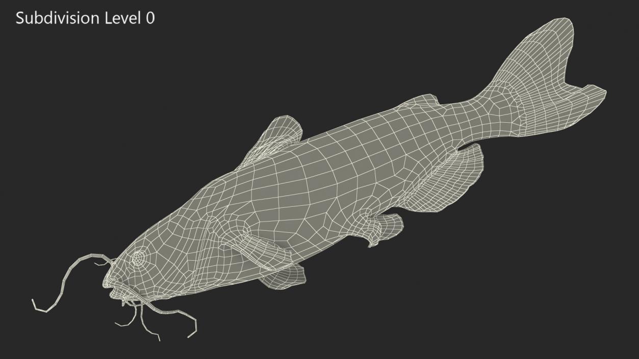 3D model Channel Catfish Laying on Side