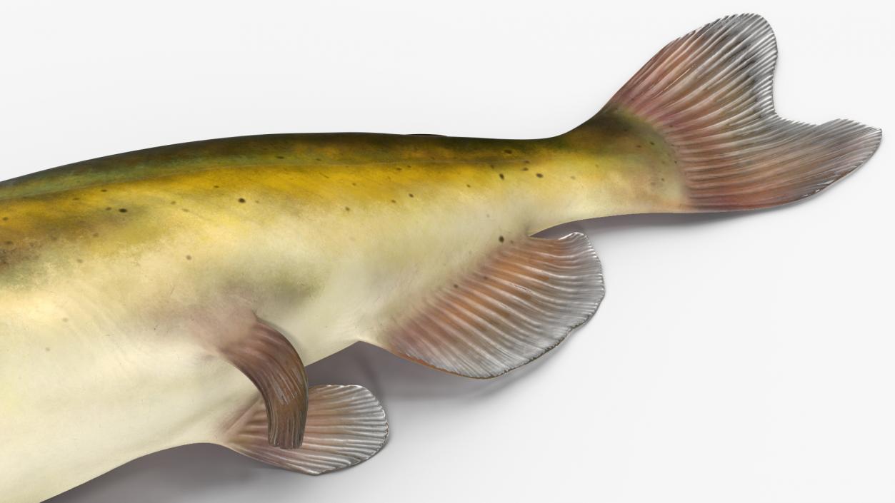 3D model Channel Catfish Laying on Side