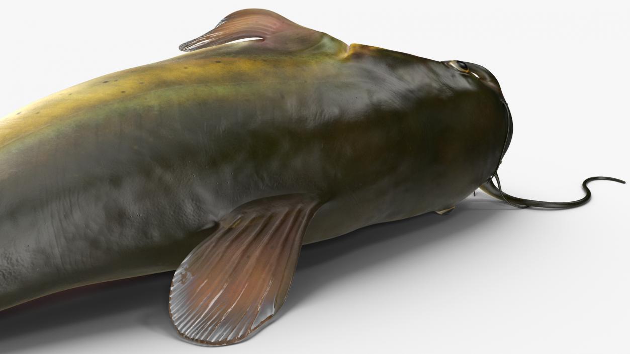 3D model Channel Catfish Laying on Side