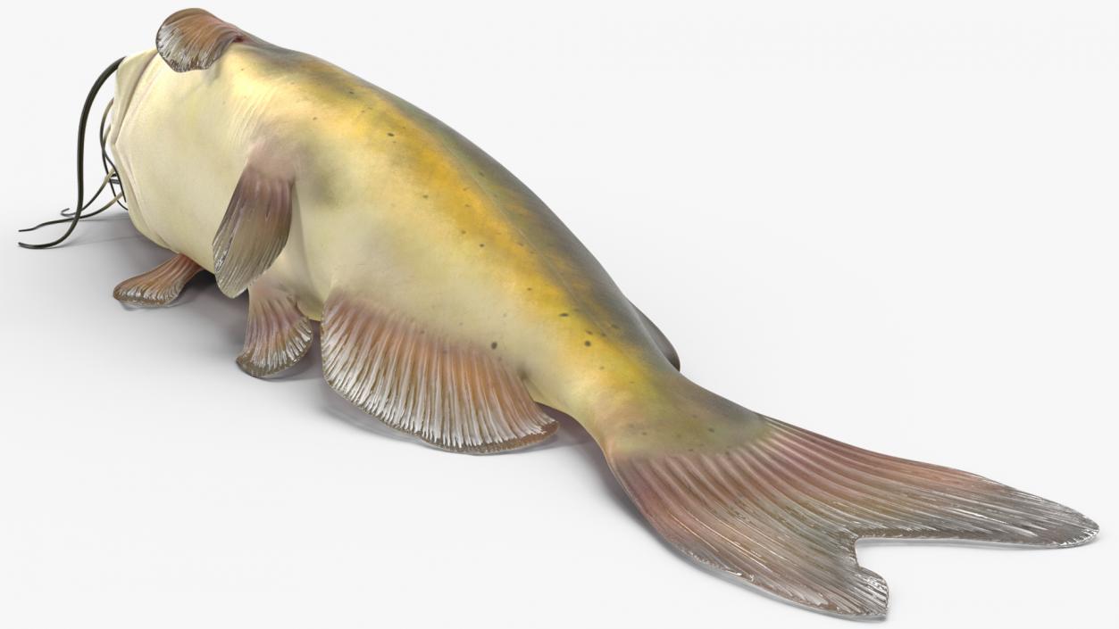 3D model Channel Catfish Laying on Side