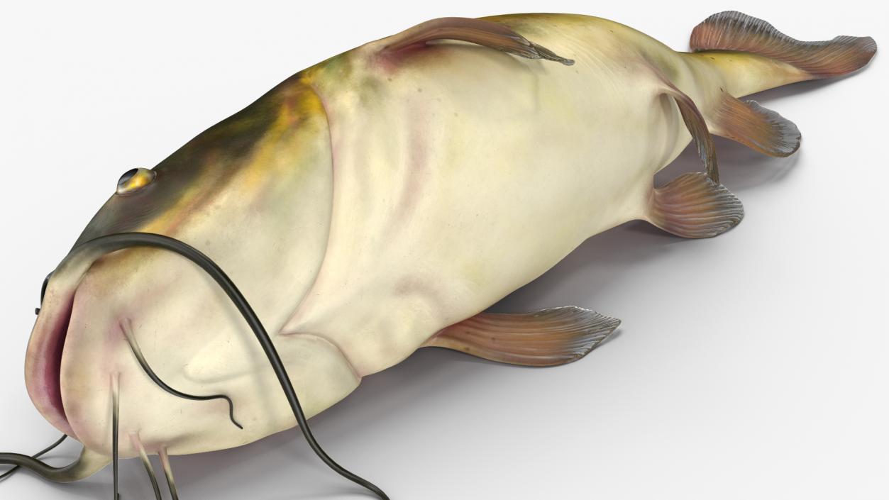 3D model Channel Catfish Laying on Side