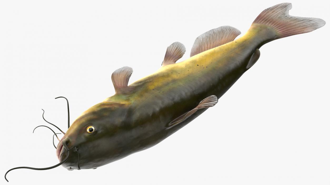 3D model Channel Catfish Laying on Side