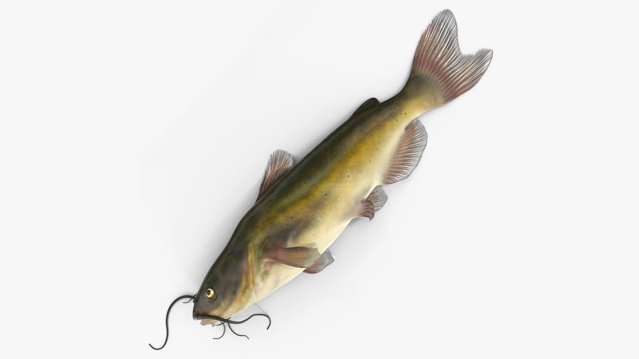 3D model Channel Catfish Laying on Side