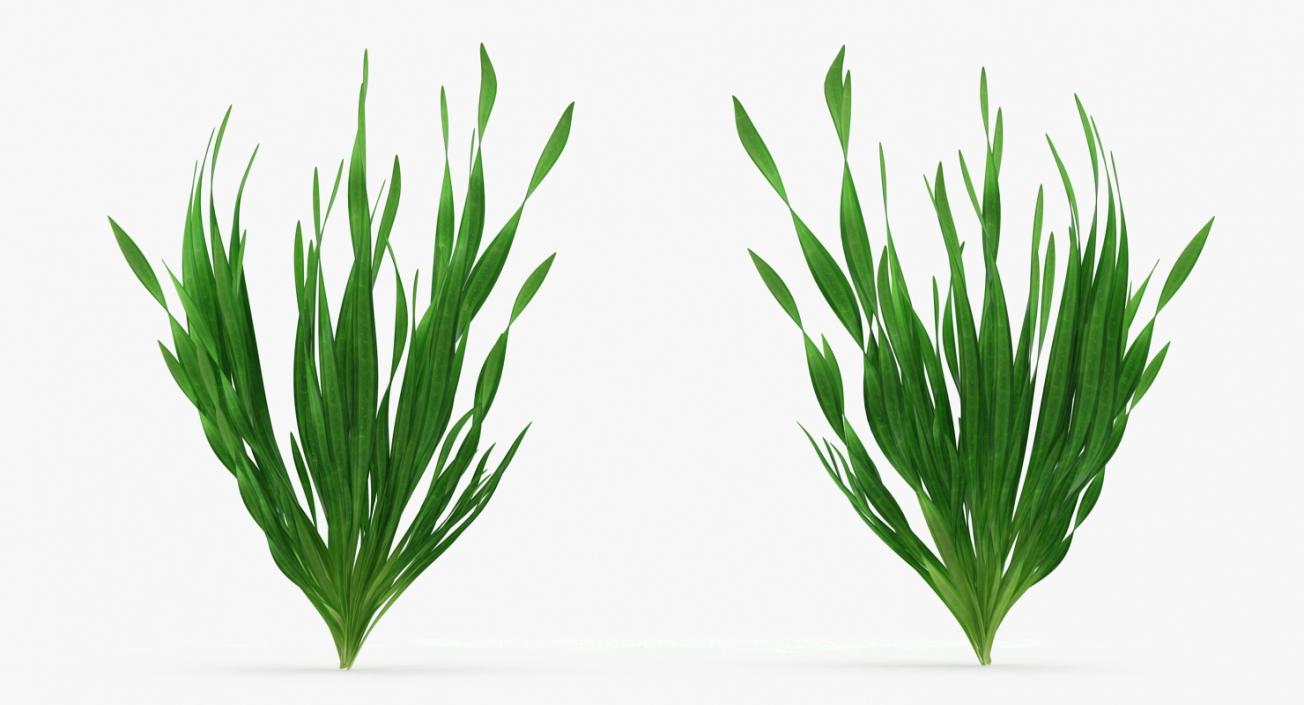 Tape Aquarium Grass 3D model