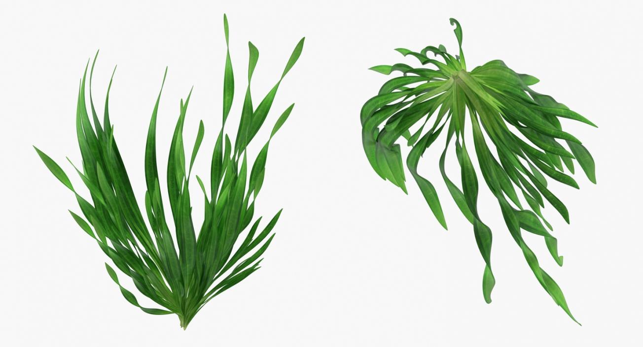 Tape Aquarium Grass 3D model