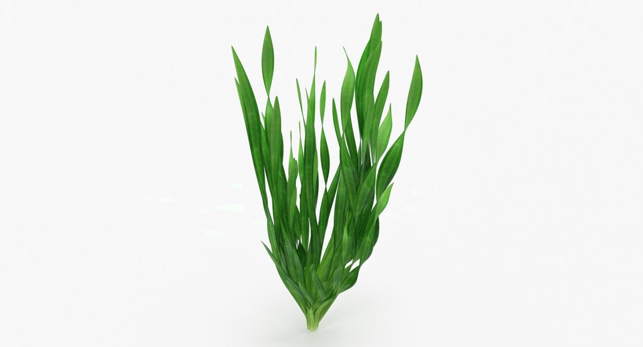 Tape Aquarium Grass 3D model