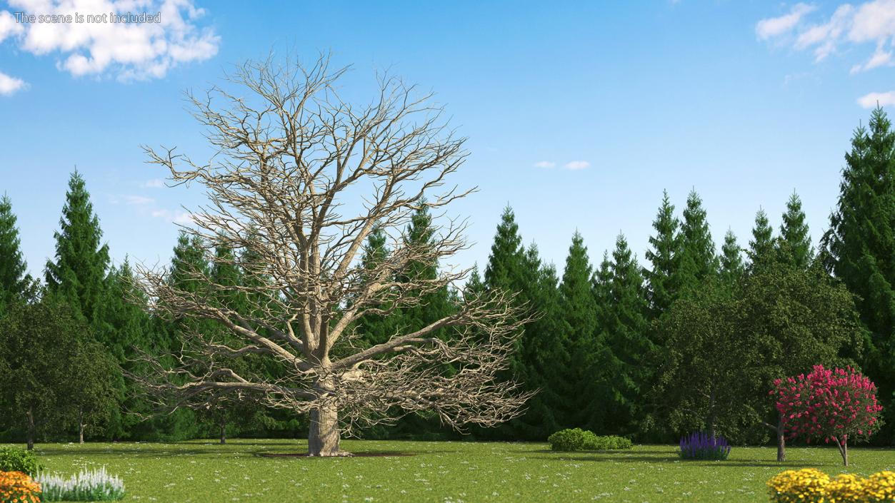 3D Cedar Lebanon Bark Tree model