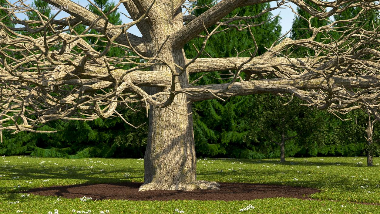 3D Cedar Lebanon Bark Tree model