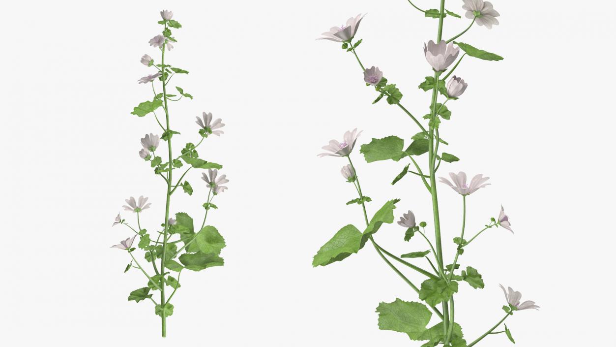 White Musk Mallow 3D