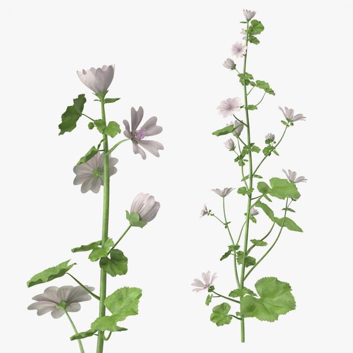 White Musk Mallow 3D