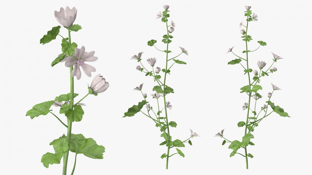 White Musk Mallow 3D