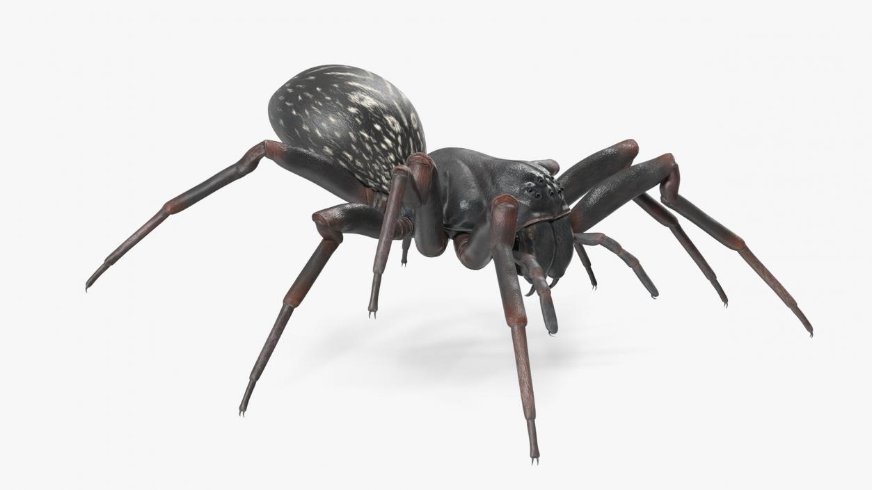 3D Black Wolf Spider Rigged for Cinema 4D model