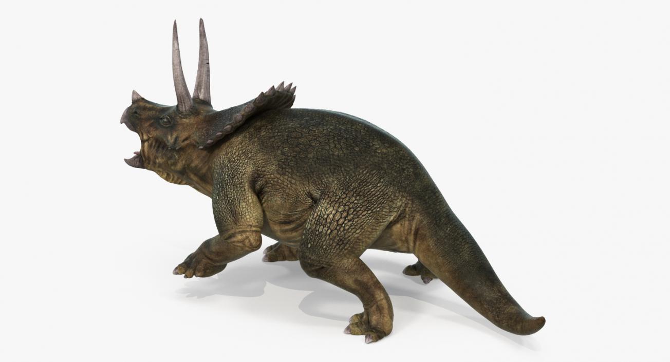 3D Triceratops Rigged model