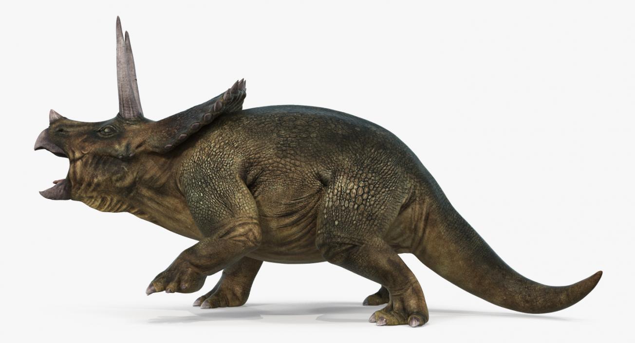 3D Triceratops Rigged model