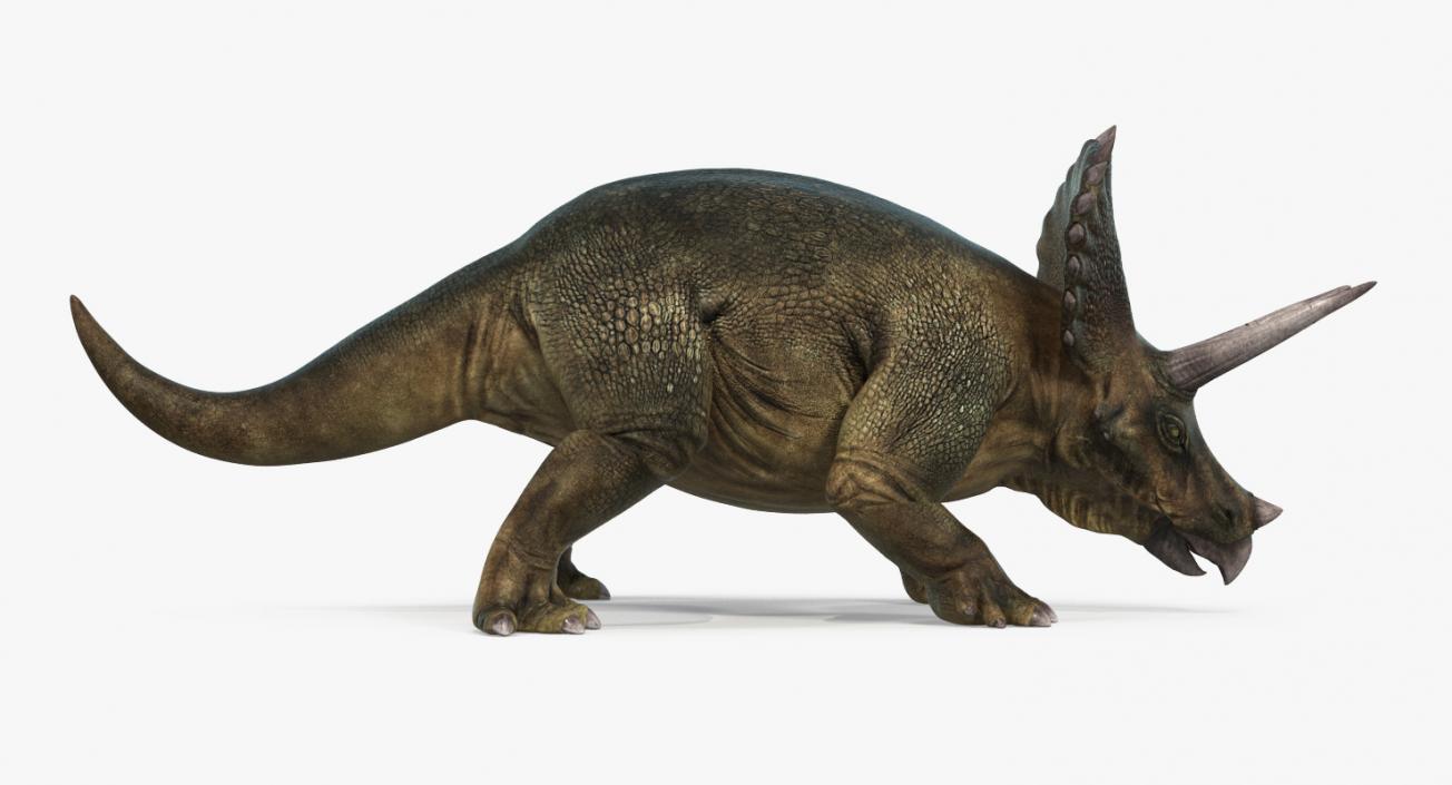 3D Triceratops Rigged model