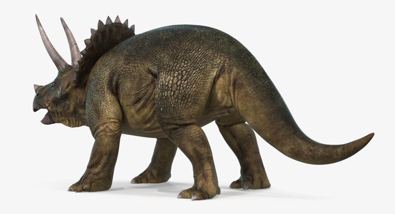 3D Triceratops Rigged model