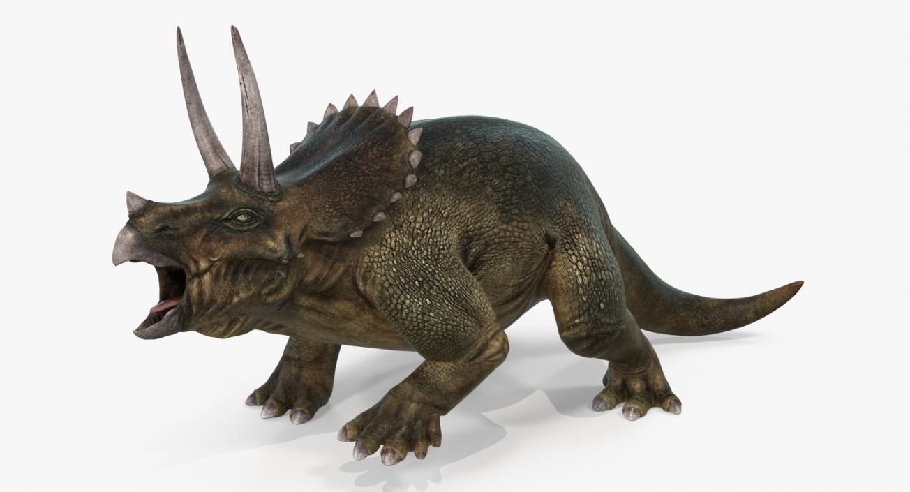 3D Triceratops Rigged model