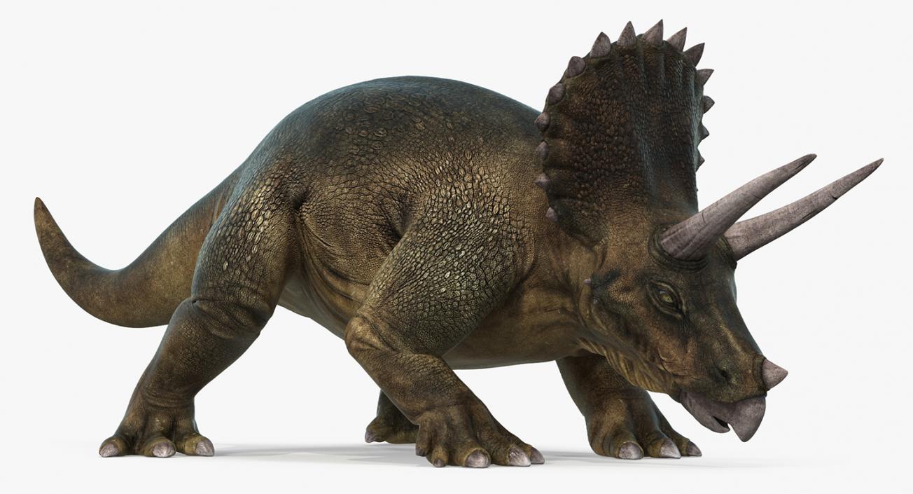 3D Triceratops Rigged model