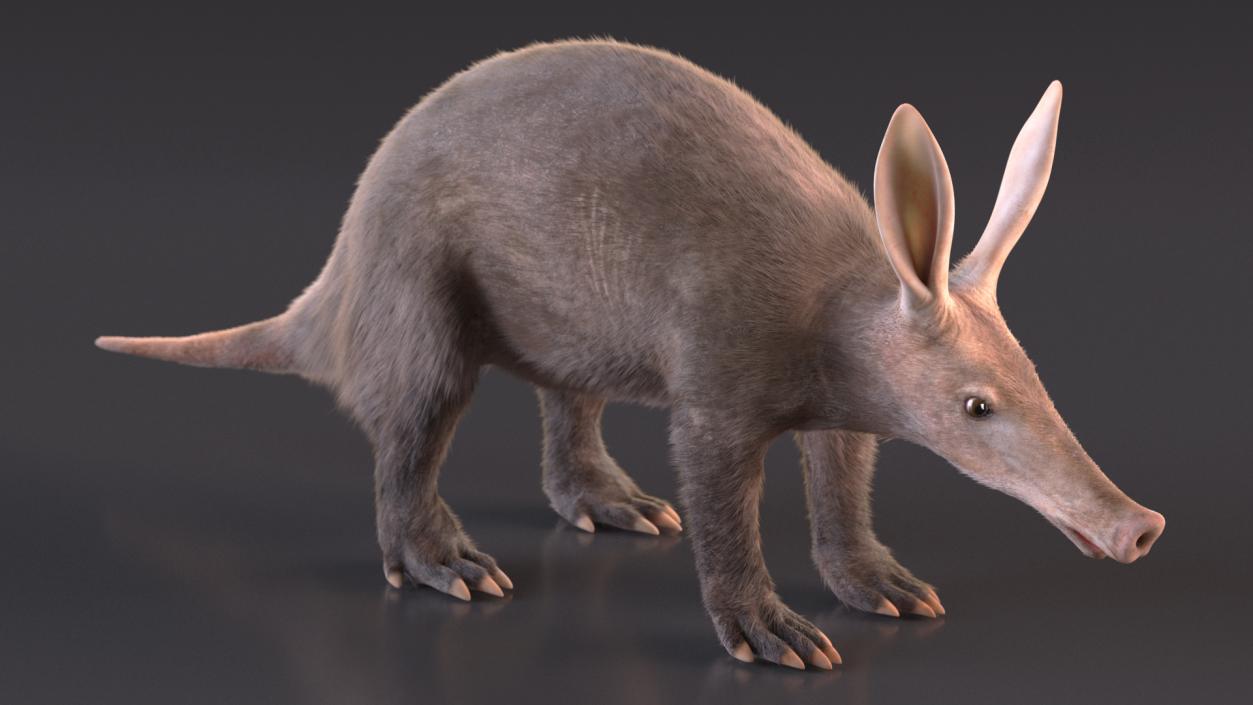 Aardvark Fur Rigged 3D model