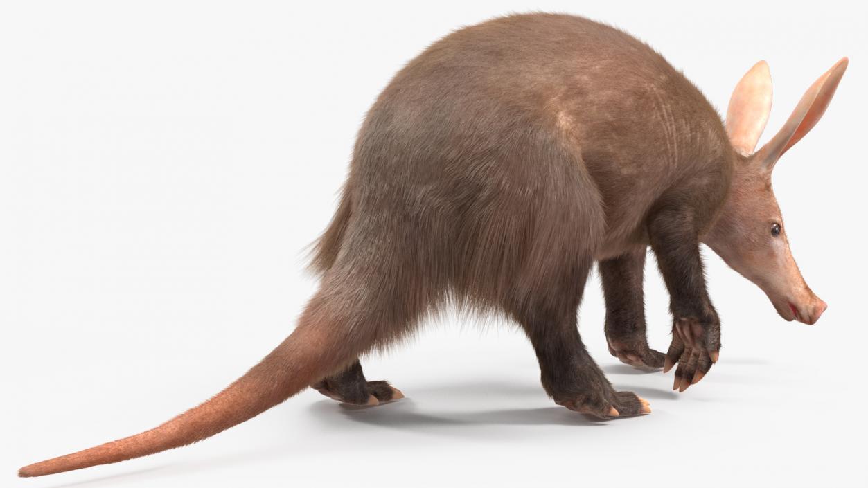 Aardvark Fur Rigged 3D model