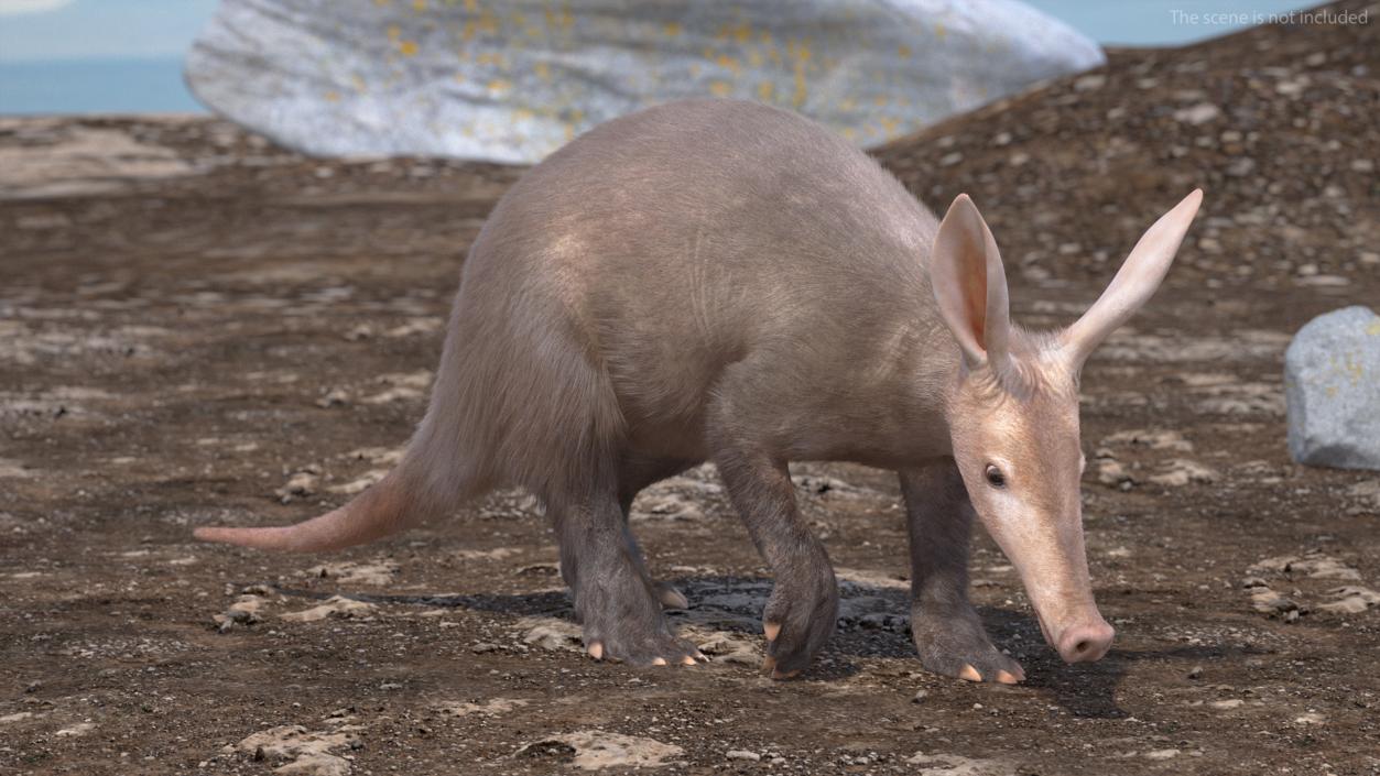 Aardvark Fur Rigged 3D model