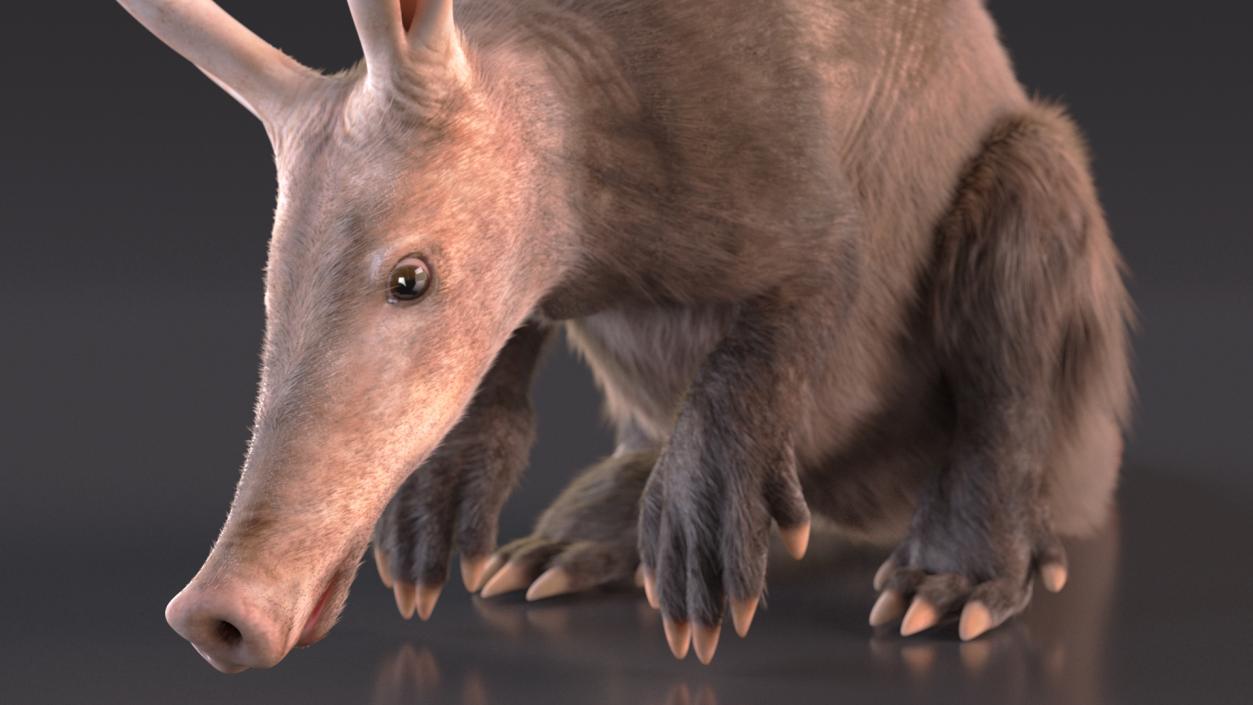 Aardvark Fur Rigged 3D model