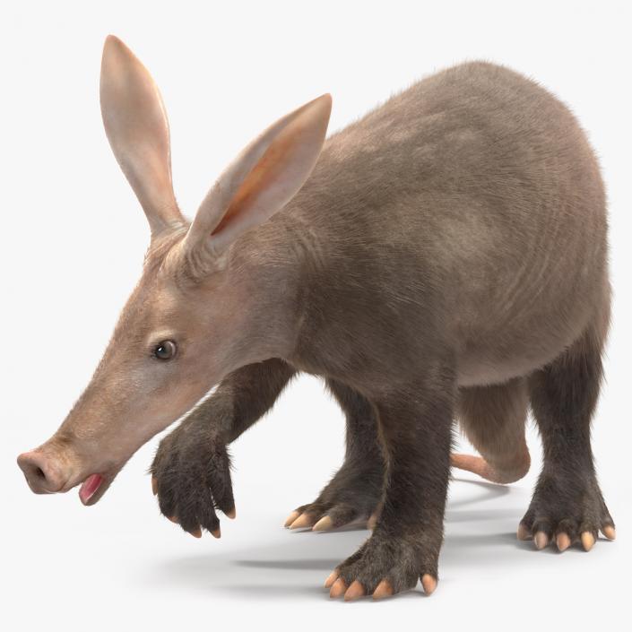 Aardvark Fur Rigged 3D model