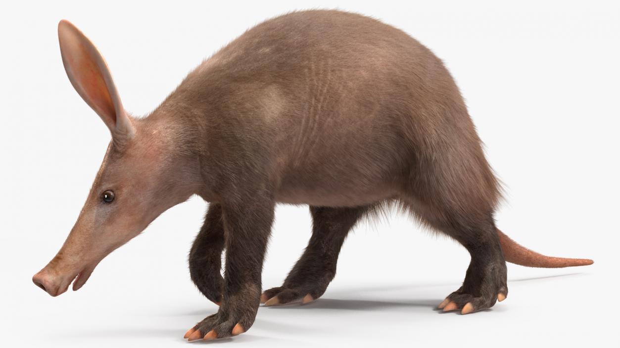 Aardvark Fur Rigged 3D model