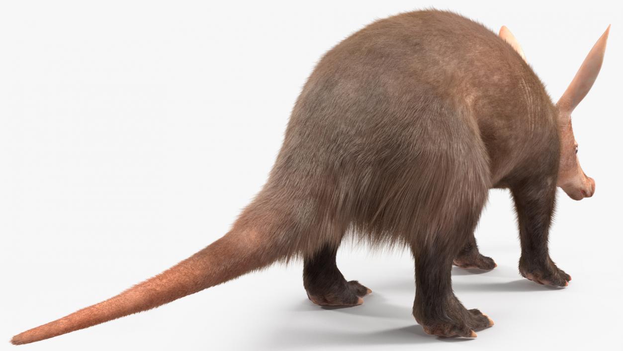 Aardvark Fur Rigged 3D model