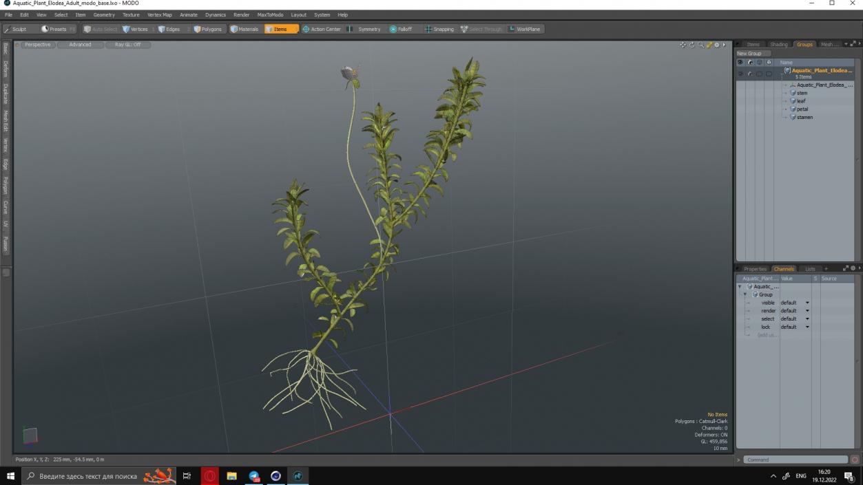 3D Aquatic Plant Elodea Adult