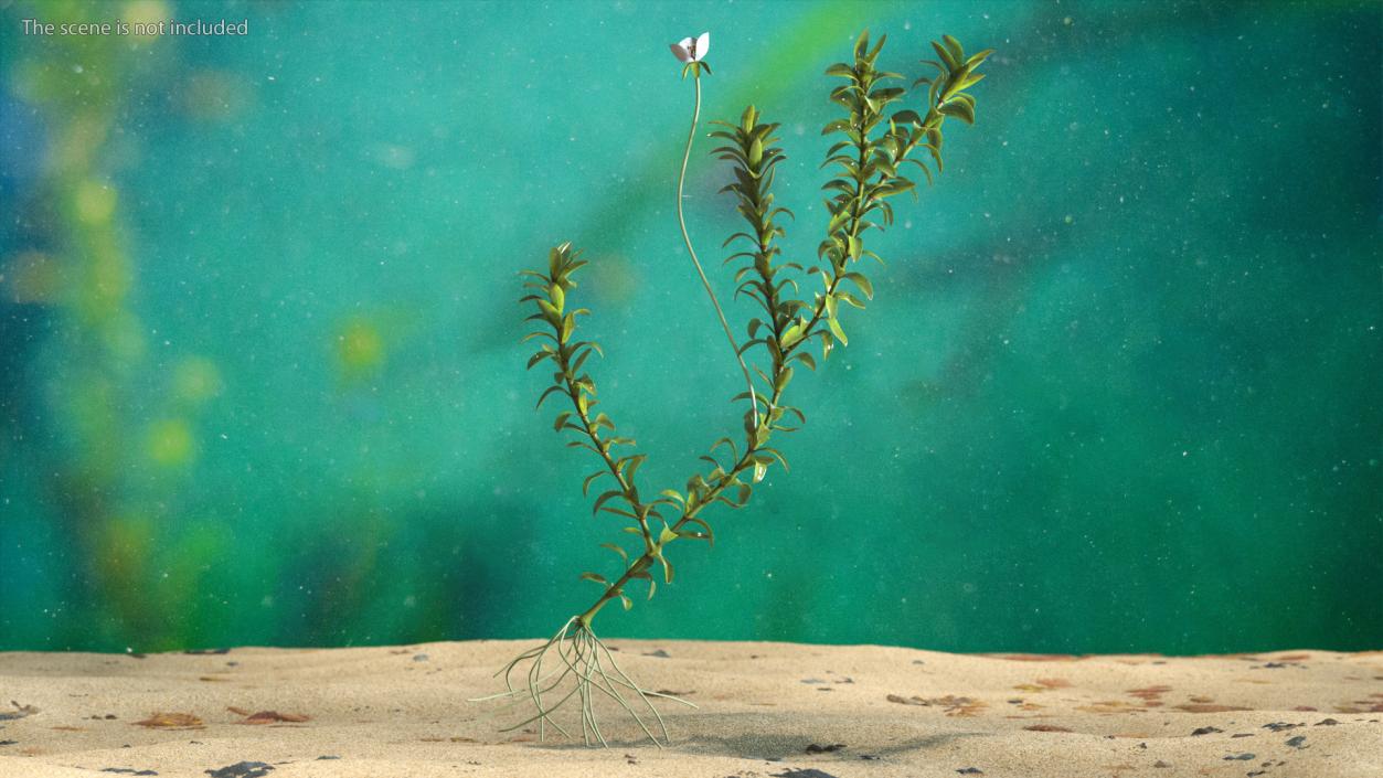 3D Aquatic Plant Elodea Adult