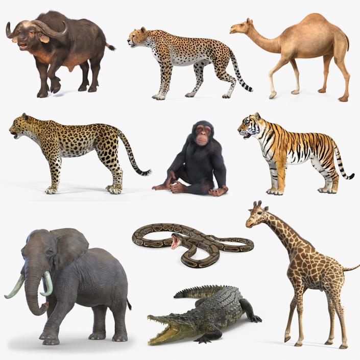 3D model Rigged African Animals Collection 7